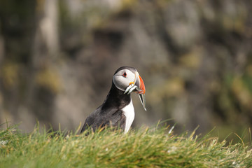 The iconic puffin. Iceland´s most famous seabird.