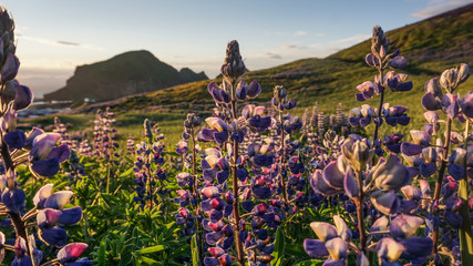 Sunset above a beautiful lupine field in South Iceland