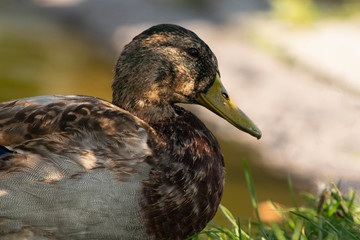 Portraitaufnahme eines Stockenten Weibchen am Ufer eines Teichs.  