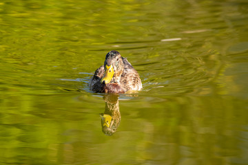 Fototapeta na wymiar Stockenten Weibchen schwimmt im grün schimmerndem Teich. Spiegelung im Wasser. 