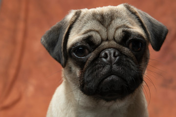 Close-up of Pug