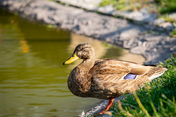 Stockenten Weibchen 