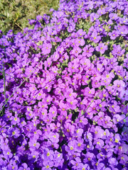 aubrieta deltoidea pink or purple small flowers