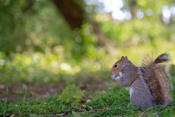 Close up squirrel on the ground with blurry background