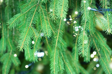 christmas lights hanging in a tree. Close up of