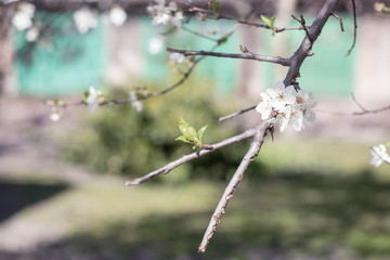 tender new spring twigs blooming tree plum cherry apple tree