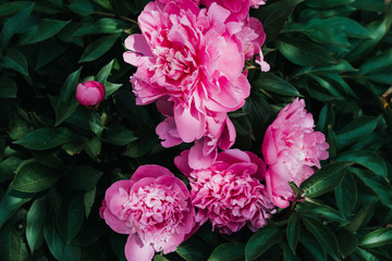 Beautiful pink peonies in the flower garden. Peony Bush with pink open fragrant flowers in the garden against the background of green peony leaves close-up in spring.