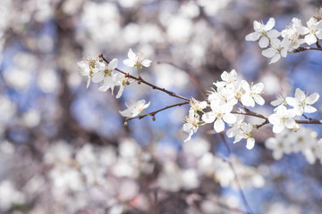 tender new spring twigs blooming tree plum cherry apple tree