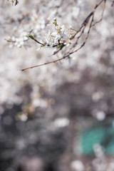 tender new spring twigs blooming tree plum cherry apple tree