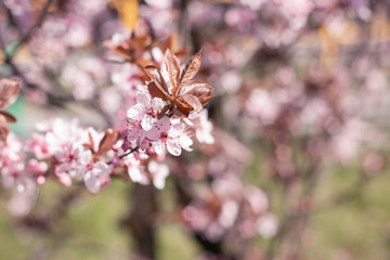 tender new spring twigs blooming tree plum cherry apple tree