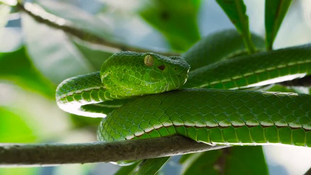 A venomous Vogeli green pit viper lies on a moving tree branch over the river. Wildlife and nature stock footage.