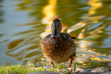 Stockenten Weibchen watschelt aus dem Teich ans Ufer,    grün blauer Hintergrund.