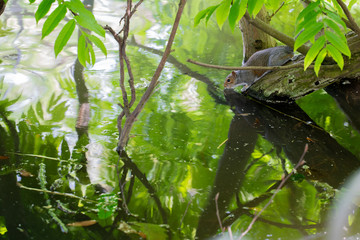 Squirrel is drinking water from the pond. Reflection of the tree and squirrel on the lake. The picture is shot on Victoria Park, Leamington Spa
