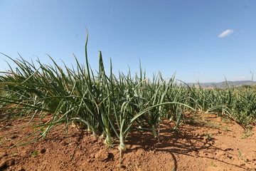 Onion plantation and producers