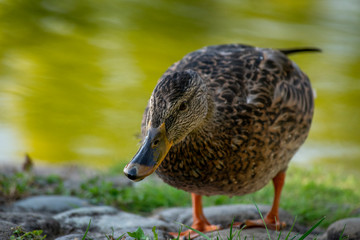 Blick in die Kamera. Stockenten Weibchen am Ufer eines Teichs. Wasser Grün schimmernd im Hintergrund.