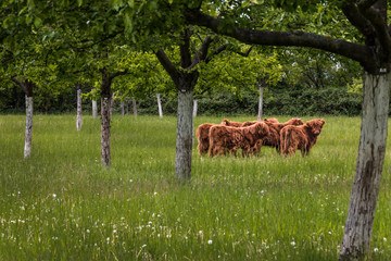 A fold of Highland-cattle on a meadow with fruit trees