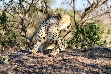 Cheetah from Kruger National Park. African wildlife. South Africa