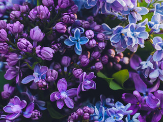Lilac pattern Close up photo Full bloom lilac flowers in different colors