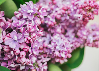 In full bloom Lilac flowers in pink shades Close up photo with copy space