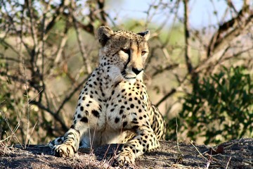 Cheetah from Kruger National Park. African wildlife. South Africa