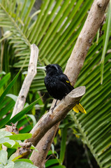 Black-crested bird poses on a branch.