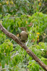 Female tropical bird sits on a branch.