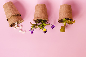 top view of peat pots with seedlings, seeds, flowers, vegetables, herbs, greens on pink background...