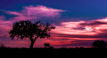 With dog under almond tree with colorful sunset