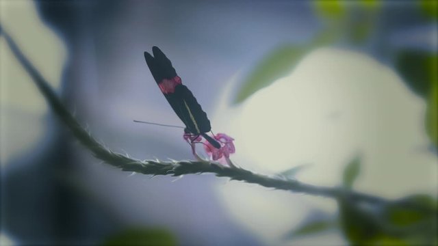 Close up of butterfly eating nectar from a flower