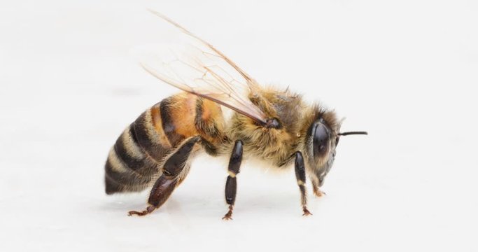 Bee after the rain on a white background, washes and cleans his body. Macro video.