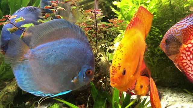 Das soziale Verhalten von Diskusfischen im Aquarium.