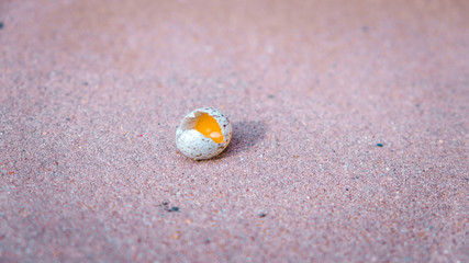 Tiny cracked egg with yolk inside