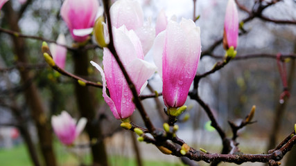 Closeup of magnolia petals with raindrops