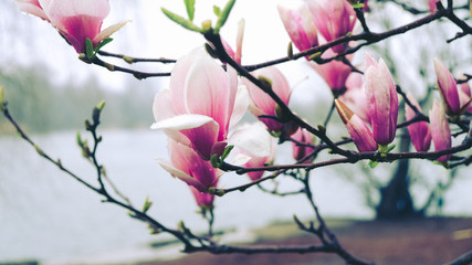 Magnolia petals on a tree branch, with faded look
