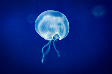 close-up beautiful jellyfish 