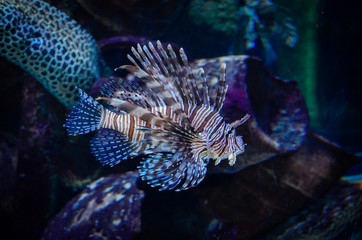 close-up special fish