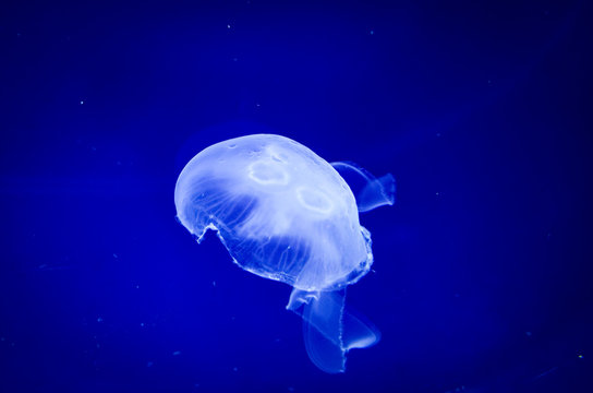 close-up amazing jellyfish 