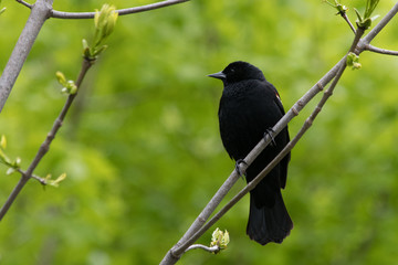 Red-winged blackbird perched on branch