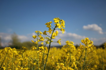 Rapsblüte