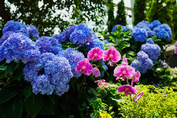 phalaenopsis pleasant is an epiphytic herbaceous plant	