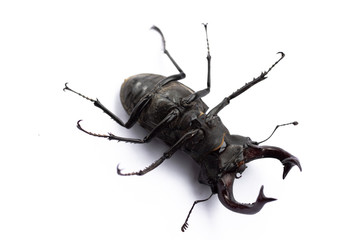 Big cyclommatus beetle close-up isolated on white