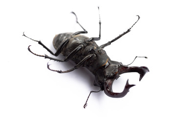 Fototapeta premium Big cyclommatus beetle close-up isolated on white