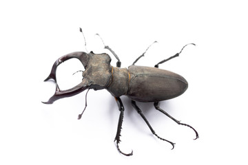 Big cyclommatus beetle close-up isolated on white