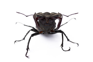 Big cyclommatus beetle close-up isolated on white