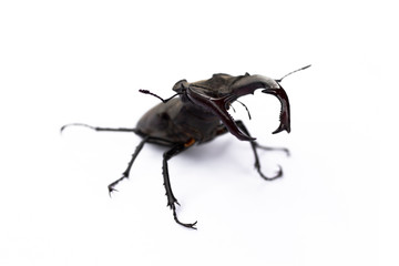 Big cyclommatus beetle close-up isolated on white