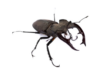 Big cyclommatus beetle close-up isolated on white