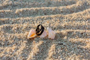 Two black rings lie on the hermit shells in the sand.