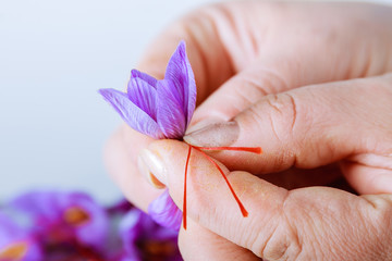 Separation of saffron threads from the rest of the flower