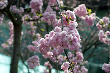 Sakura melkopilchataya Kanzan or cherry Kanzan