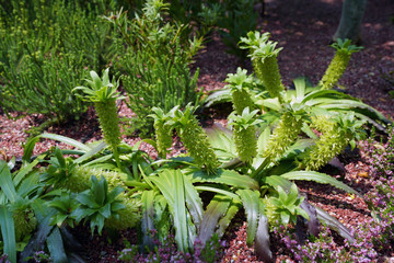 Eucomys bicolor of the Hyacinth family, native to South Africa. Flowering bulbous plant